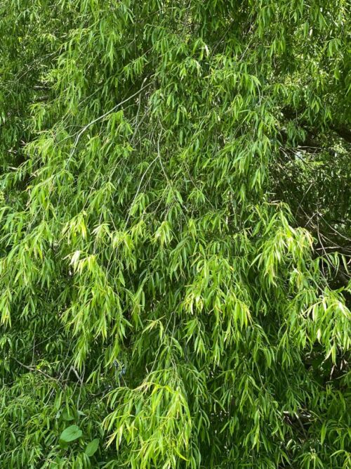 Salix babylonica - Weeping Willow green weeping foliage