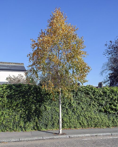 Betula ermanii - Erman's birch Tree, Betula ermanii in streetscape