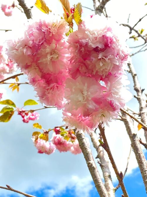Prunus serrulata ‘Pink Perfection’ pink fluffy spring flowers