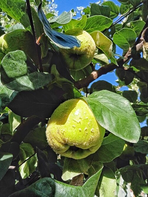 Quince 'Van Deman' - Quince fruit