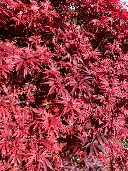 Acer palmatum 'Shaina' red foliage in spring