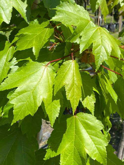 Acer freemanii ‘Autumn Blaze’ - Freemans Maple green spring foliage