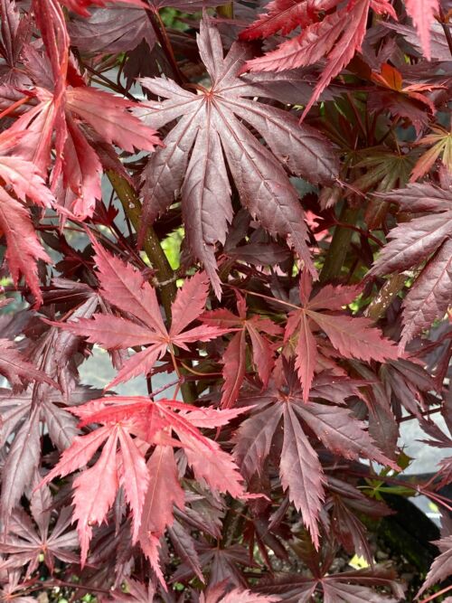 Acer palmatum 'Trompenburg' purple red spring foliage