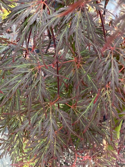 Acer palmatum dissectum ‘Orangeola’ spring foliage