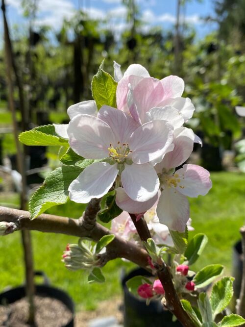 Apple 'Cox’s Orange' white blushed pink spring flower