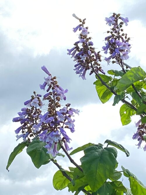 Paulownia tormentosa 'Princess Tree' lavander purple flowers Spring