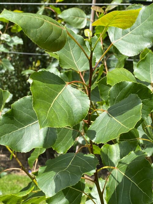 Populus 'Tasman' - Tasman Poplar Green spring foliage