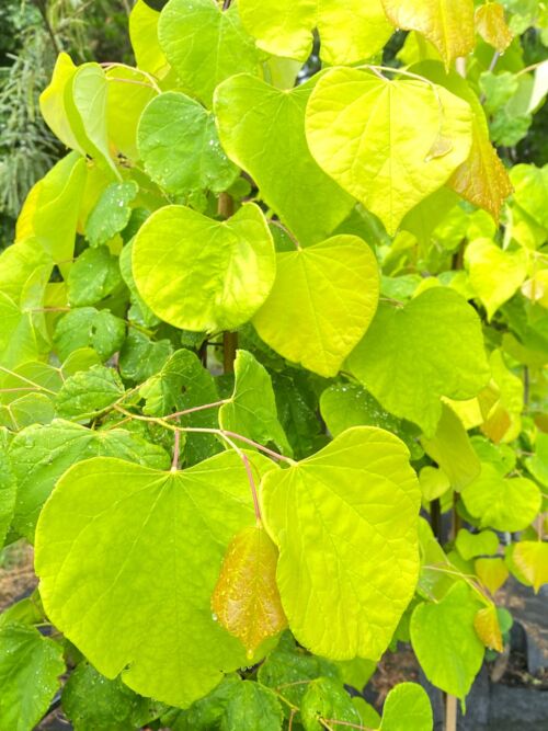 Cercis canadensis 'Hearts of Gold' golden yellow summer foliage